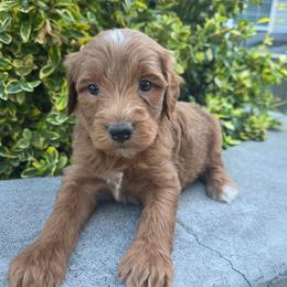 Wyoming - Red male Aussiedoodle puppy in Blackfoot, Idaho from Draper Mountain Doodles