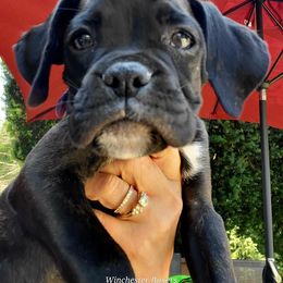 Boxer Puppies from Winchester Boxers
