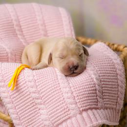 Golden Retriever Puppies from Bear State Goldens