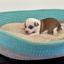 Chihuahua Puppies from Wilds Farms