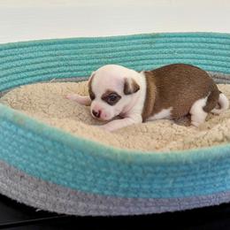 Chihuahua Puppies from Wilds Farms