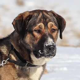 Epik - Anatolian Shepherd Dog