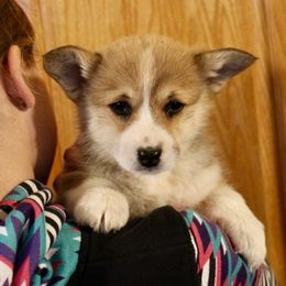 New Holland (Holland) - Red female Pembroke Welsh Corgi puppy in Greentop, Missouri from Sevits Corgis & Golden Retrievers