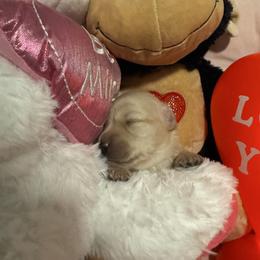 Bailey Kappele - Cream female Dachshund puppy in Casselberry, Florida from Amore Mini Dachshund Breeders & More