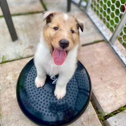 Dale - Sable merle and white male Collie puppy in St Augustine, Florida from Saltwater Collies LLC
