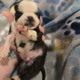 Max - Black male Pug puppy in Auburn, Kentucky from Prentice Family Pugs, Bugs & Corgis