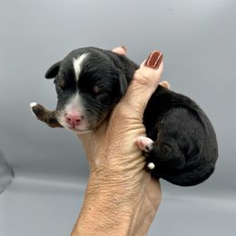 Boy 4 - Tri-color male Bernedoodle puppy in Royse City, Texas from Platinum Bernedoodles of Texas