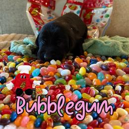 Bubblegum - Black female Labrador Retriever puppy in Water Valley, Mississippi from Three Lakes Labs & WHDs