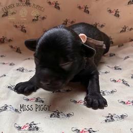 Miss Piggy - Black and tan female Schnoodle puppy in Sedalia, Missouri from Farmer Brown's Puppies