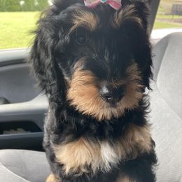 Vidia - Phantom Bernedoodle puppy in Broadway, North Carolina from Dixie’s Darling Doodles