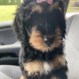 Vidia - Phantom Bernedoodle puppy in Broadway, North Carolina from Dixie’s Darling Doodles