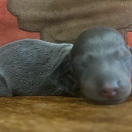 Blu - Gray (blue) and cream female Dachshund puppy in Copperhill, Tennessee from Tuff Country Farm