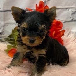 Rose TINY TEACUP - Blue and gold female Yorkshire Terrier puppy in Monticello, Iowa from Ashley’s Puppies