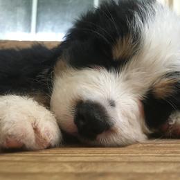 Bernese Mountain Dog Puppies from D’S Bernese Mountain Dogs