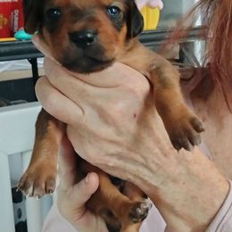 Hades - Rd whtn blk nose male Rhodesian Ridgeback puppy in Alabama from Celtic Lore Ridgebacks