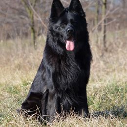 Kuma - German Shepherd