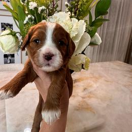 Pink - Red female Cavapoo puppy in Sacramento County, California from Sac-Town Poodles and Doodles