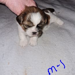 Boy 1 - Red and white male Shih Tzu puppy in Bethlehem, Pennsylvania from Cinnamon's Shih Tzus