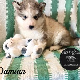 Damian - Gray and white male Alaskan Malamute puppy in Kalispell, Montana from Glacier Malamutes
