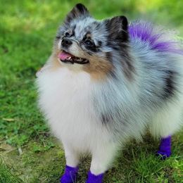 Poppet - Pomeranian