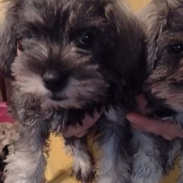 Miniature Schnauzers from Kelly's Miniature Schnauzers