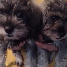 Miniature Schnauzers from Kelly's Miniature Schnauzers