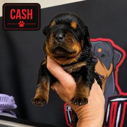 Boy 2 - Black and mahogany male Rottweiler puppy in Lake City, Florida from Haus Der Wut Kennels