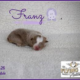 Boy 1 - Red male Miniature Australian Shepherd puppy in Madisonville, Texas from Flying LL Aussies