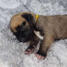 Riddle - Fawn female Great Dane puppy in Lebanon, Virginia from North Cedar Danes