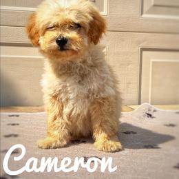 Cameron - Cream male Goldendoodle puppy in Middleton, Idaho from Gem State Doodles