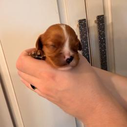 Boy pup - Black and tan female Cavalier King Charles Spaniel puppy in Rockville, Maryland from Skais the Limit