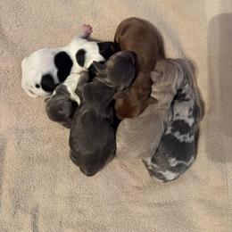 Puppy 1 - Gray (blue) and tan male Dachshund puppy in Riverside, California from Saddle Up Dachshunds