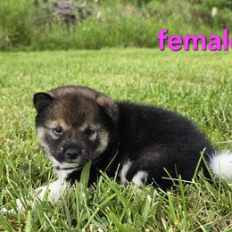 Sesame girl - Sesame female Shiba Inu puppy in Middlefield, Ohio from Muddy Rock Farm
