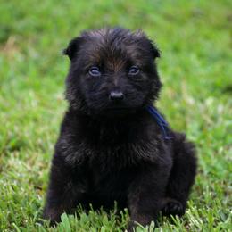 Blue boy - Sable male German Shepherd puppy in Clarkrange, Tennessee from Vom Wolff