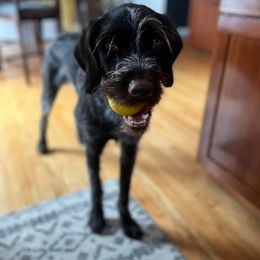 Wirehaired Pointing Griffon All Grown Up from Maine Backwoods Kennel