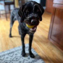 Wirehaired Pointing Griffon All Grown Up from Maine Backwoods Kennel