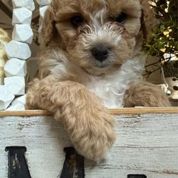 Tan and white - Red male Aussiedoodle puppy in Valdosta, Georgia from Fifth Day Farm