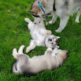 Alaskan Malamute Puppies from Delphi Alaskan Malamutes