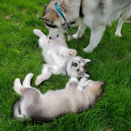 Alaskan Malamute Puppies from Delphi Alaskan Malamutes