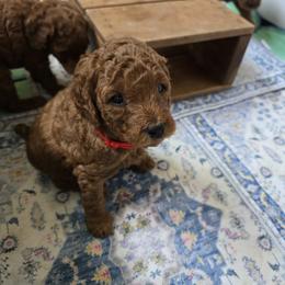 Red Collar - Red  male Poodle puppy in Vass, North Carolina from Dakliff Standard Poodles