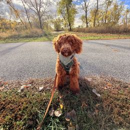 Poodle puppies from Plum Valley Pups
