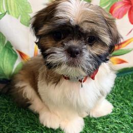 Trevor - Gold and white male Shih Tzu puppy in Hemet, California from Aloha Shih Tzu