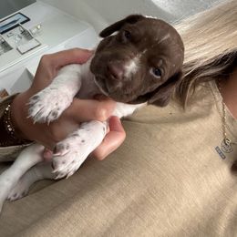 German Shorthaired Pointer Puppies from Golden pointers