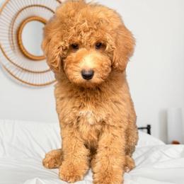 Bowser - Red  male Goldendoodle puppy in Tucson, Arizona from Adored Poodle & Doodles