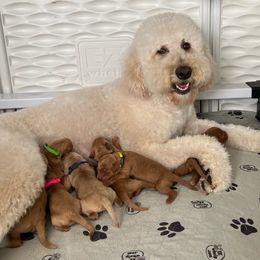 Savvy - Goldendoodle