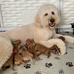 Savvy - Goldendoodle
