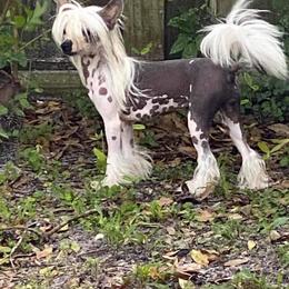 Chinese Crested and Mi-Ki Puppies from Elegant Tiny Paws