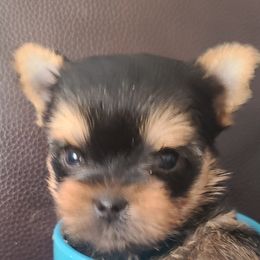 Yorkshire Terrier Puppies from Empress Kiss Yorkies