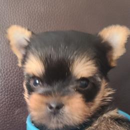 Yorkshire Terrier Puppies from Empress Kiss Yorkies