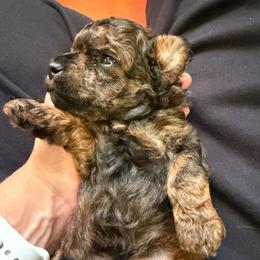 Cash - Sable male Poodle puppy in Ardmore, Oklahoma from The Poodles of Green Acres